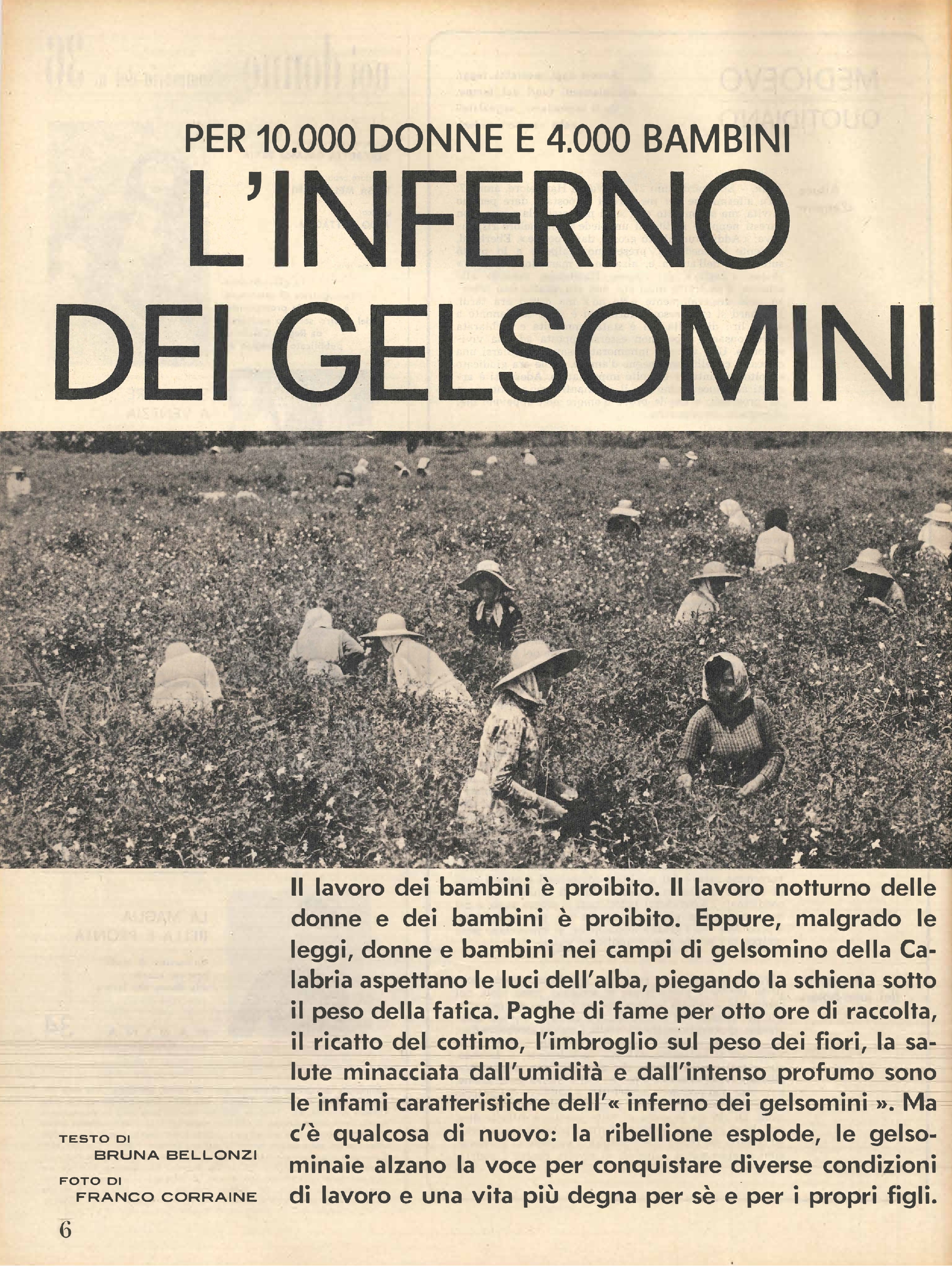 Foto: L'inferno dei gelsomini...